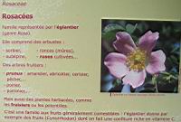Famille Rosacees ou Rosaceae (txt)